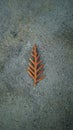 Dry fallen leaf on cemented surfac