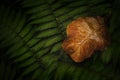 Dry fallen leaf on fern in nature.Macro photography of rain forest. Royalty Free Stock Photo