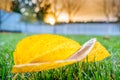 A dry fallen leaf lies in a green saturated grass close-up on a blurred background. Yellow fruit tree leaf on lush lawn with Royalty Free Stock Photo