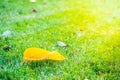 A dry fallen leaf lies in a green saturated grass close-up on a blurred background. Yellow leaf of a fruit tree on a lush lawn Royalty Free Stock Photo