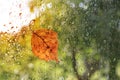 Dry fallen leaf on a wet window. The concept of the arrival of autumn, September, change of weather, rainy day Royalty Free Stock Photo