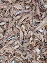 Dry fallen leaves. Autumn background from fallen leaves Royalty Free Stock Photo