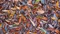 Dry fallen leaves on avocado plantation