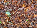 Dry fallen leaves on avocado plantation Royalty Free Stock Photo