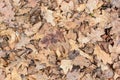 Dry fallen leaves Royalty Free Stock Photo