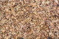 Dry fallen leaves Royalty Free Stock Photo