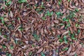 Dry fallen leaves close-up on green grass Royalty Free Stock Photo