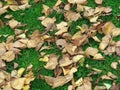 dry fallen leaves on the grass