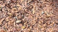 Dry fallen leaves on the ground background texture Royalty Free Stock Photo