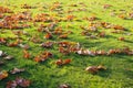 Dry fallen leaves from trees on a green lawn Royalty Free Stock Photo