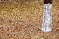 Dry fallen leaves under the tree in early winter. Royalty Free Stock Photo