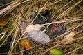 Dry fallen leaves in white frost Royalty Free Stock Photo