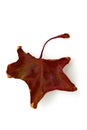 Dry fallen maple leaf. Autumn brown leaf isolated on white background Royalty Free Stock Photo