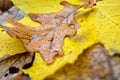 Dry,a fallen oak leaf in the drops of dew. Autumn plants in the forest Royalty Free Stock Photo