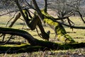 Dry fallen old tree covered with moss Royalty Free Stock Photo