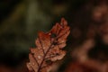 Dry fallen orange oak leaves with dew. Rain water drop on an autumn leaf close-up. Autumn nature background. Autumn composition or Royalty Free Stock Photo