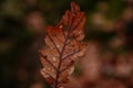 Dry fallen orange oak leaves with dew. Rain water drop on an autumn leaf close-up. Autumn nature background. Autumn composition or Royalty Free Stock Photo