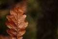 Dry fallen orange oak leaves with dew. Rain water drop on an autumn leaf close-up. Autumn nature background. Autumn composition or Royalty Free Stock Photo