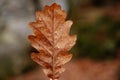 Dry fallen orange oak leaves with dew. Rain water drop on an autumn leaf close-up. Autumn nature background. Autumn composition or Royalty Free Stock Photo