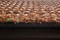 Dry fallen pine leaves on brown tile roof Royalty Free Stock Photo