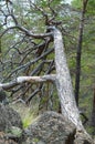 Dry fallen pine tree with thick twisted boughs