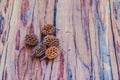 Dry fallen seeds of Casuarina equisetifolia (Common ironwood) fr Royalty Free Stock Photo