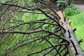 Dry fallen tree on the ground