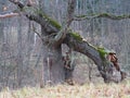 Dry fallen tree oak with moss