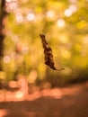 Dry falling leaf on a blurry background Royalty Free Stock Photo