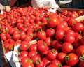 Dry farmed early girl tomatoes Royalty Free Stock Photo