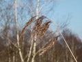 Dry feathery grass blowing in the wind.