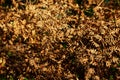 Dry fern. Dried fern leaves in the sun. Natural background. Autumn`s gold leaves of a fern. Macro. Close up Royalty Free Stock Photo