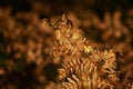 Dry fern. Dried fern leaves in the sun. Natural background. Autumn`s gold leaves of a fern. Macro. Close up Royalty Free Stock Photo