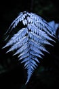 Dry fern in patagonic forest Royalty Free Stock Photo