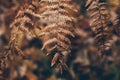 Dry fern texture and background. Close up view of dry fern leaves in the forest. Organic and natural background. Royalty Free Stock Photo