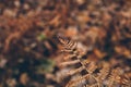 Dry fern texture and background. Close up view of dry fern leaves in the forest. Organic and natural background. Royalty Free Stock Photo