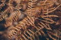 Dry fern texture and background. Close up view of dry fern leaves in the forest. Organic and natural background. Royalty Free Stock Photo