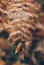 Dry fern texture and background. Close up view of dry fern leaves in the forest. Organic and natural background. Royalty Free Stock Photo