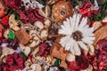 Dry field flowers. Top view- flat still life