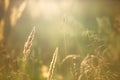 Dry field grass in the sunlight is the concept of sunset. Royalty Free Stock Photo