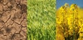 Dry field, green wheat and yellow flower Royalty Free Stock Photo