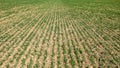 Dry field with lines of young green crops plants, abstract agriculture background