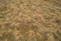 Dry field Texture Royalty Free Stock Photo