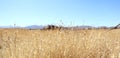 A dry field transitioning into the desert skyline in California