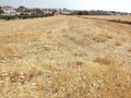 Dry summer landscape in the Extremadura - Spain Royalty Free Stock Photo