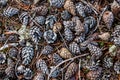 Dry fir and pine cones lie under a tree on the ground in disorder. Royalty Free Stock Photo