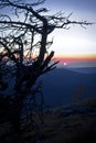 Dry fir tree silhouette on mountain landscape photo Royalty Free Stock Photo