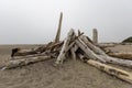 Dry firewood near the ocean Royalty Free Stock Photo