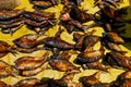 Local dry fish drying under cameroun sun in open air street market