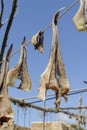 Dry fish formentera Royalty Free Stock Photo